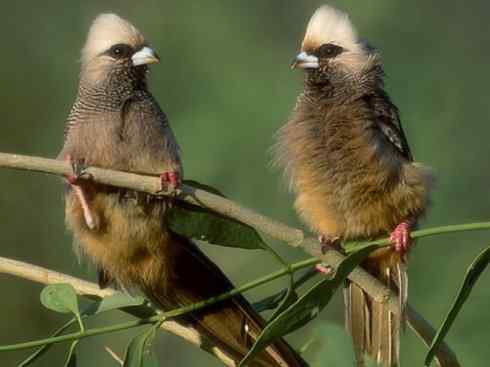 白头鸟系列:另类的美丽6 白头鸟系列:另类的美丽6