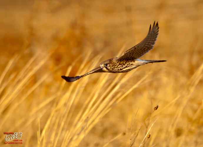 达里湖 wbr路 wbr红隼 达里湖 wbr路 wbr红隼
