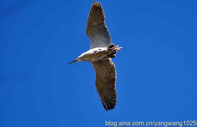 北京动物园的鸟类——飞（夜鹭）2