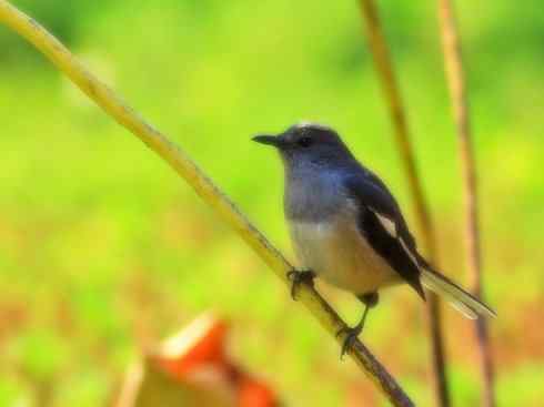 雀鸟也彪悍：谁怕谁（鹊鸲）