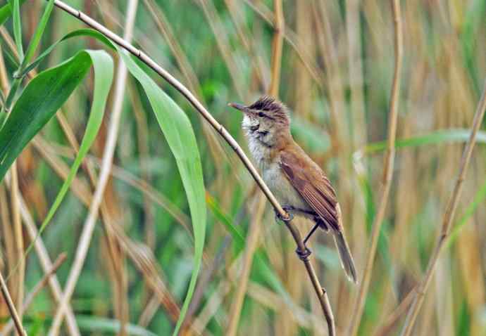 东方大苇莺（2）