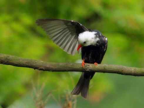 白头鸟系列:另类的美丽（黑短脚鹎）