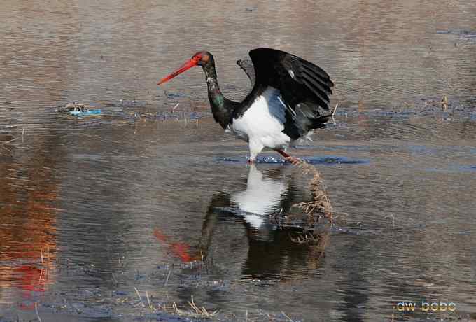 十渡观赏黑鹳捕鱼