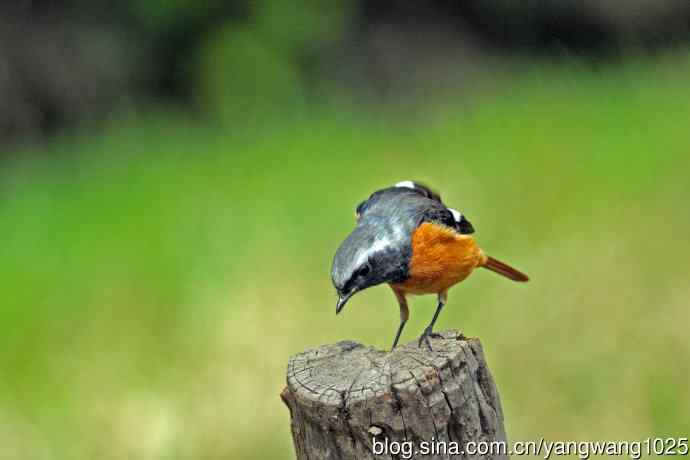 雄性北红尾鸲（34）