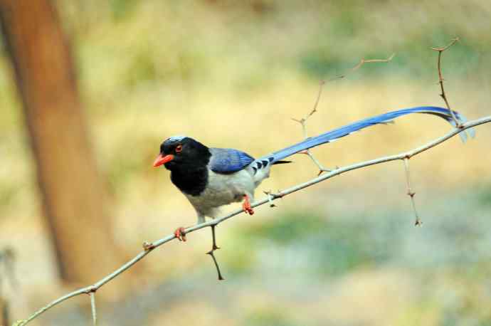 红嘴蓝鹊(13) 红嘴蓝鹊(13)