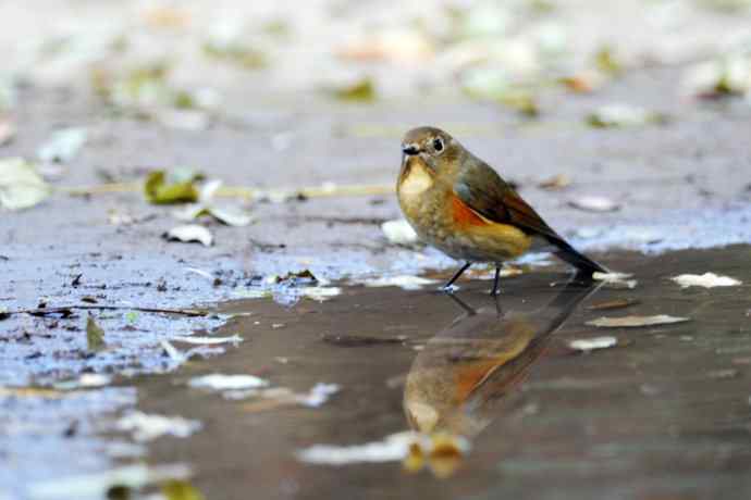 雌性红胁蓝尾鸲(7) 雌性红胁蓝尾鸲(7)