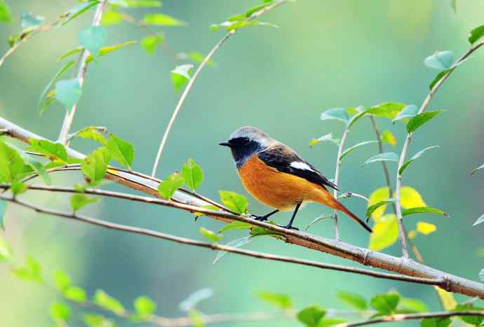 雄性北红尾鸲（20）