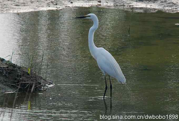 白鹭鸶飘然欲仙