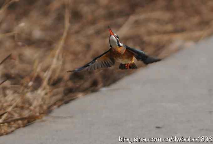 新年第一炮：小翠抓虾