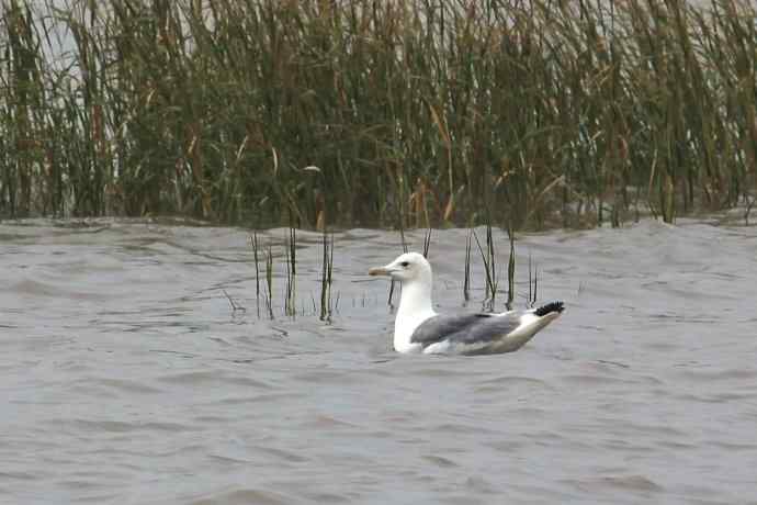 摄鸟拾趣（二十四） wbr wbr黄脚(银)鸥