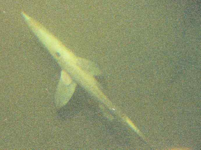 鱼类活化石：长吻银鲛