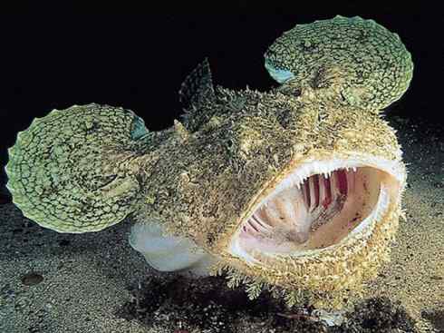 鱼类活化石：月眼鱼