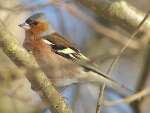 家禽驯化之源之三十二