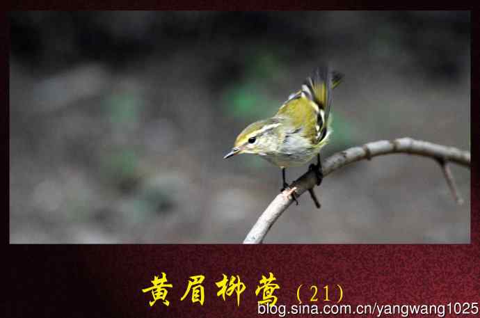 黄眉柳莺（21）