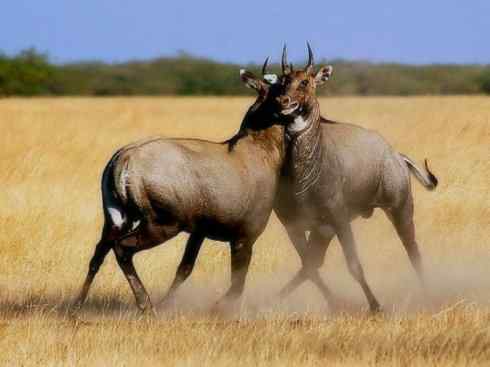 动物世界：山寨还是原创之九