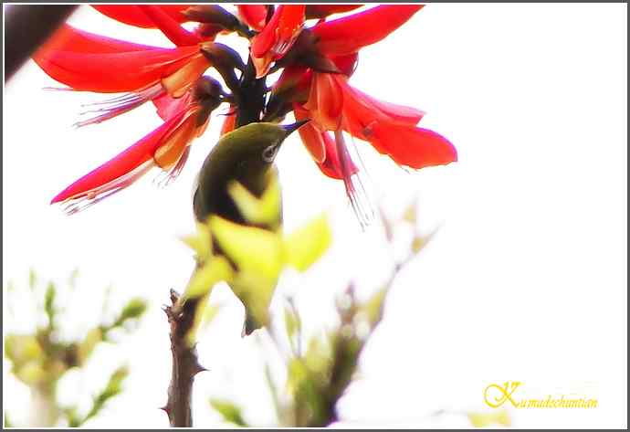 拍到鈥溞逖勰疋潯菊掌