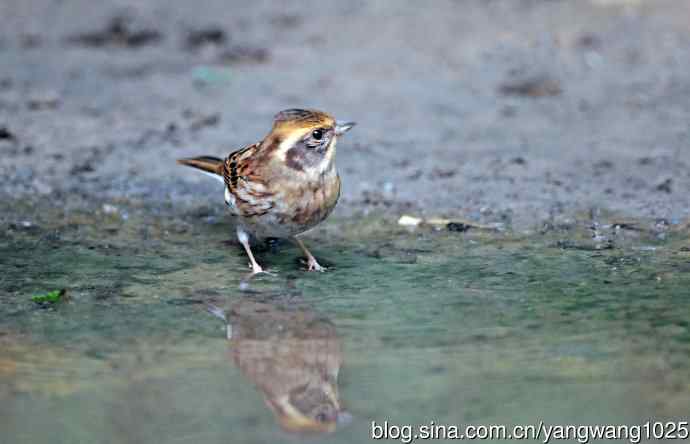 雌性黄喉鹀（10）
