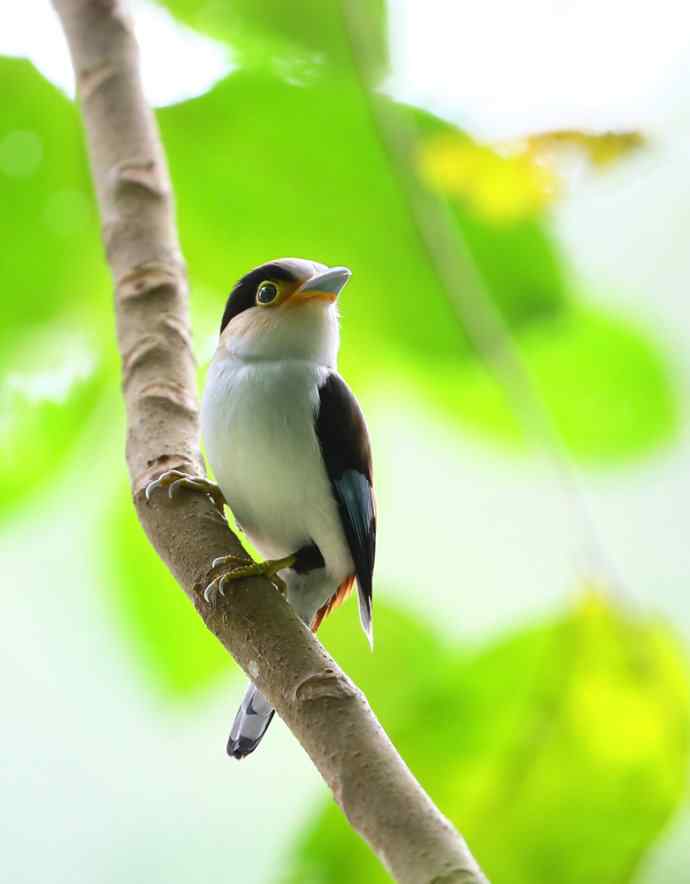 此情可待成追忆 wbr只是当时已惘然（我的阔嘴情缘）