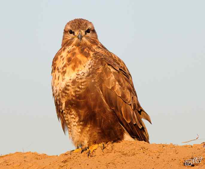 官厅水库&nbsp;wbr路&nbsp;wbr沐浴夕阳的大鵟