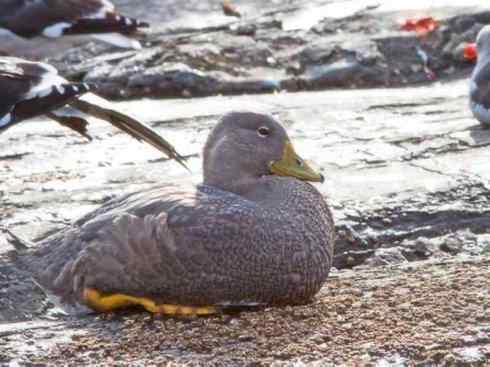 雁鸭之最之五（雪雁、坎贝尔岛鸭）