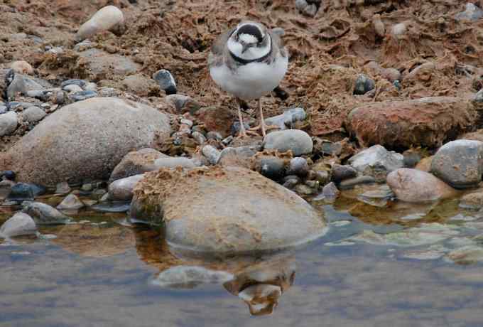 快乐打鸟 wbr wbr呼呼捏丫