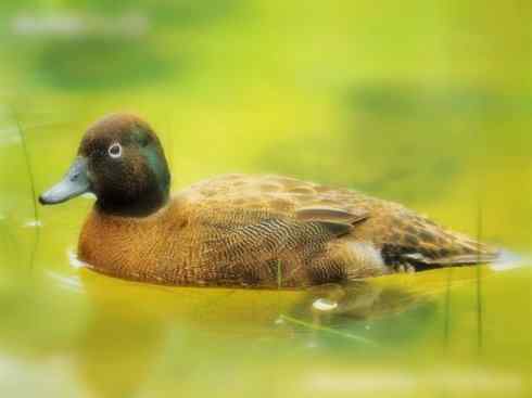 雁鸭之最之五（雪雁、坎贝尔岛鸭）