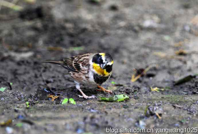 雄性黄喉鹀（2）