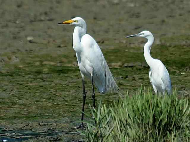 北戴河的中白鹭(舂锄)