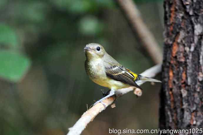 雌性白眉姬鹟（9）