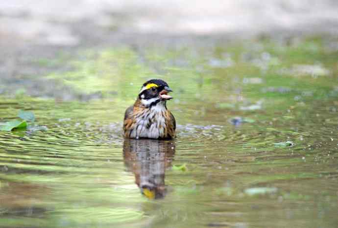 北京天坛公园的鸟类——黄眉鹀（7）