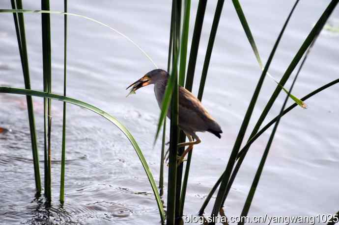 黄苇鳽的早餐（记实）