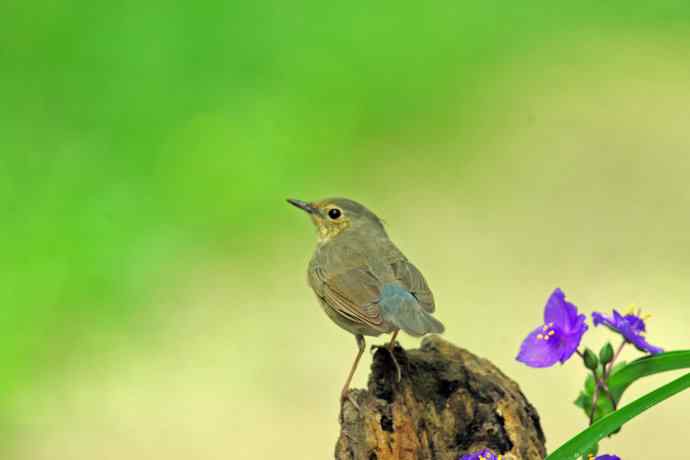 雌性蓝歌鸲与紫露草（4）