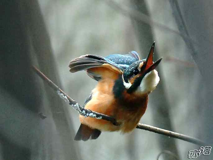 圆明园&nbsp;wbr路&nbsp;wbr小翠乖乖