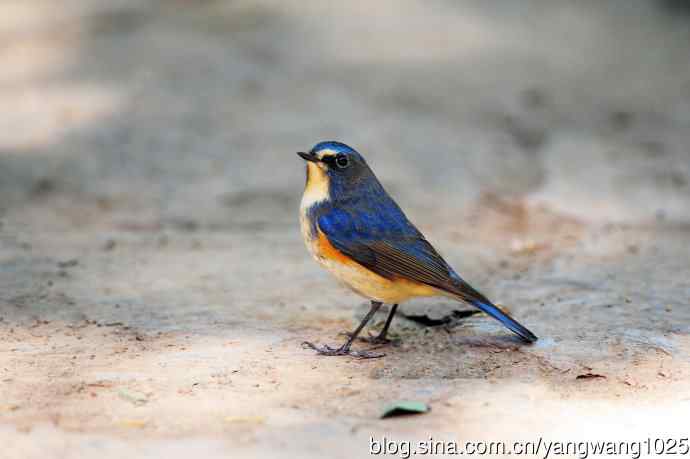 雄性红胁蓝尾鸲（15）