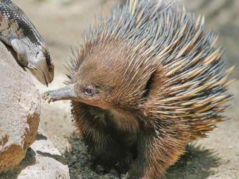 动物世界:山寨还是原创之三 动物世界:山寨还是原创之三