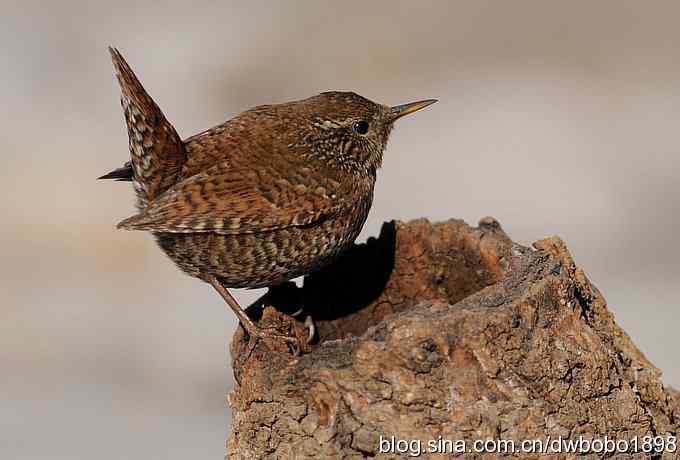 精灵般的小鹪鹩 精灵般的小鹪鹩
