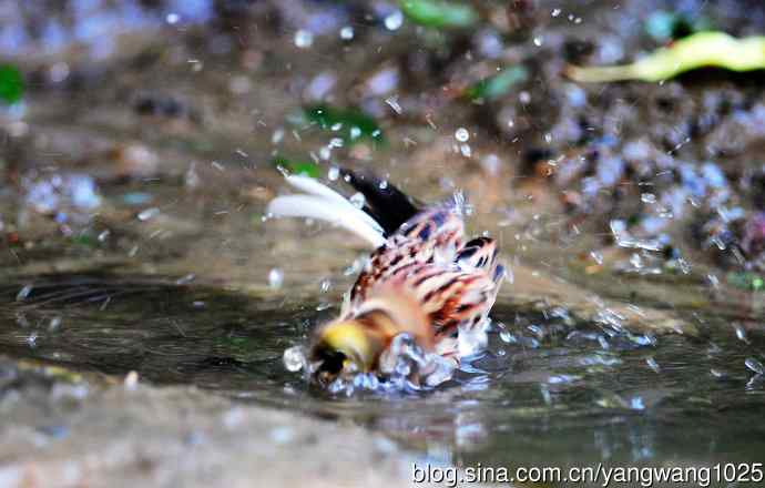 洗浴中的黄喉鹀