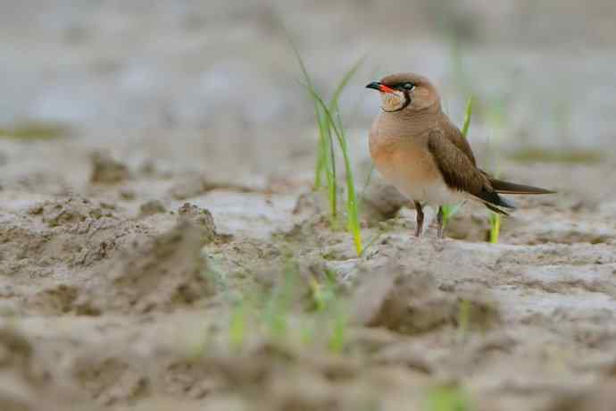 燕鸻与麦鸡（周末野鸭湖）