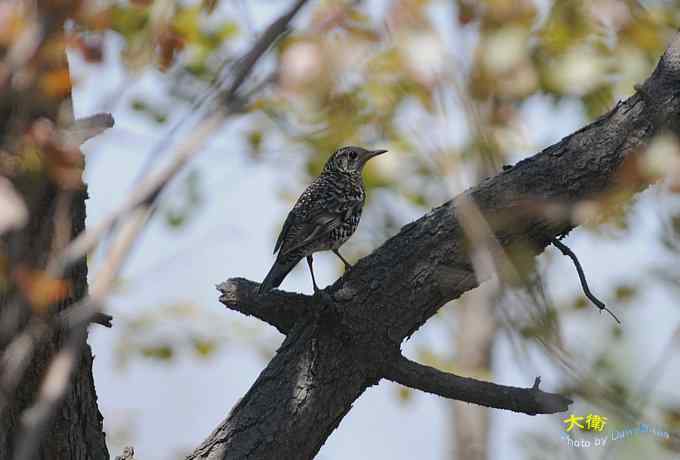 二鸫献寿:虎斑地鸫和宝兴歌鸫 二鸫献寿:虎斑地鸫和宝兴歌鸫