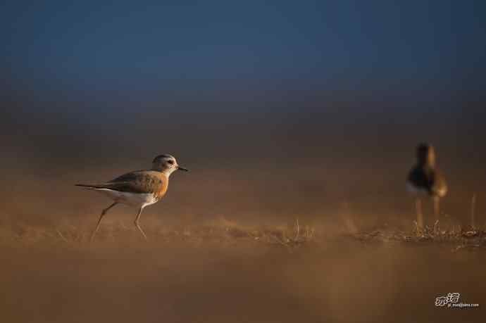 野鸭湖的东方鸻