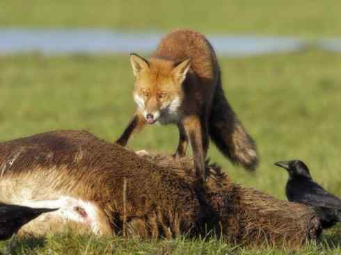 动物世界：山寨还是原创之十五