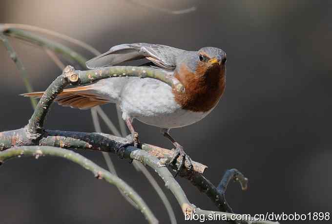 赤颈鸫和珠颈斑鸠
