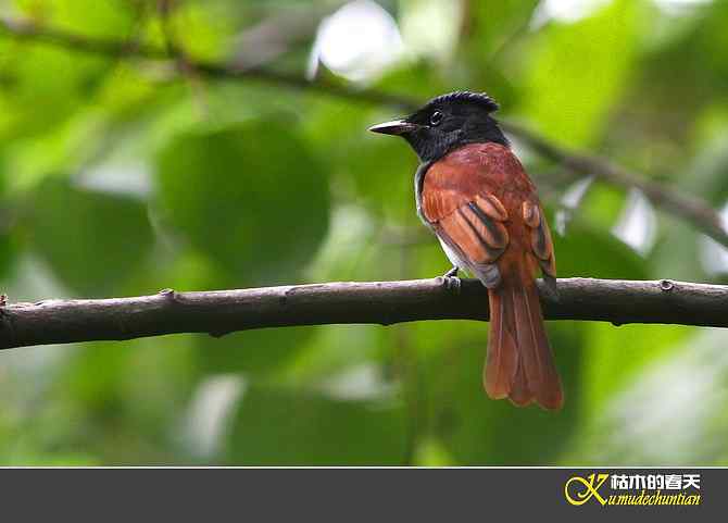 也拍鈥準俅潯菊掌
