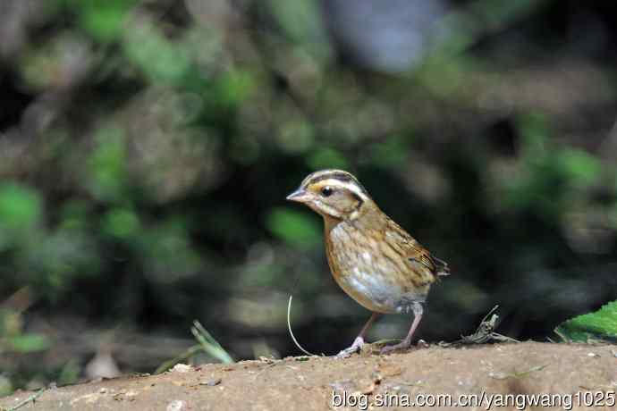 北京天坛公园的鸟类——白眉鹀（10）