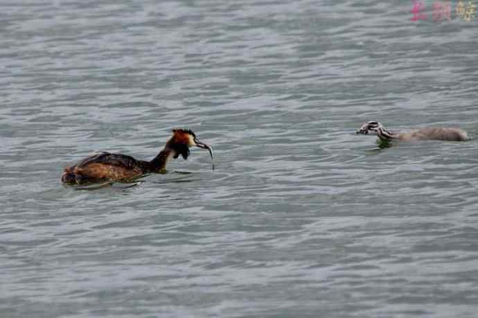 凤头鸊鷉（四）育雏喂食
