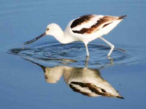 猎奇：奇特的鸟喙之五