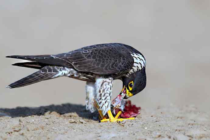 游隼de饕餮盛宴