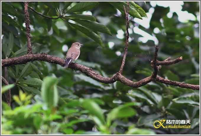 秋风冷雨拍红头【照片】 秋风冷雨拍红头【照片】