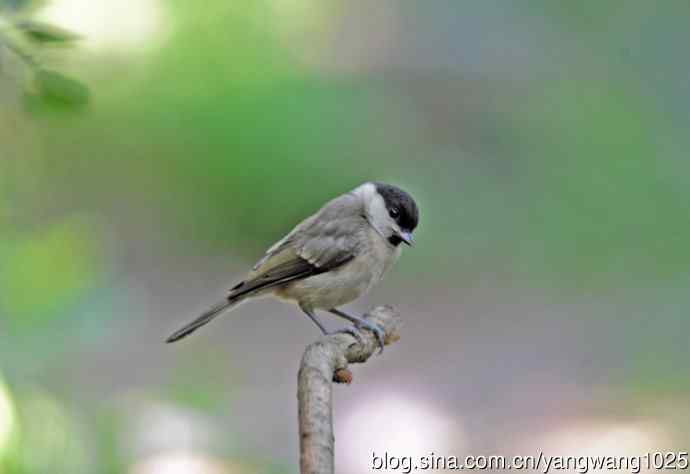 沼泽山雀(3) 沼泽山雀(3)