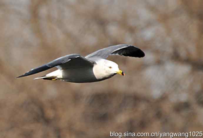 北京动物园的鸟类——海鸥